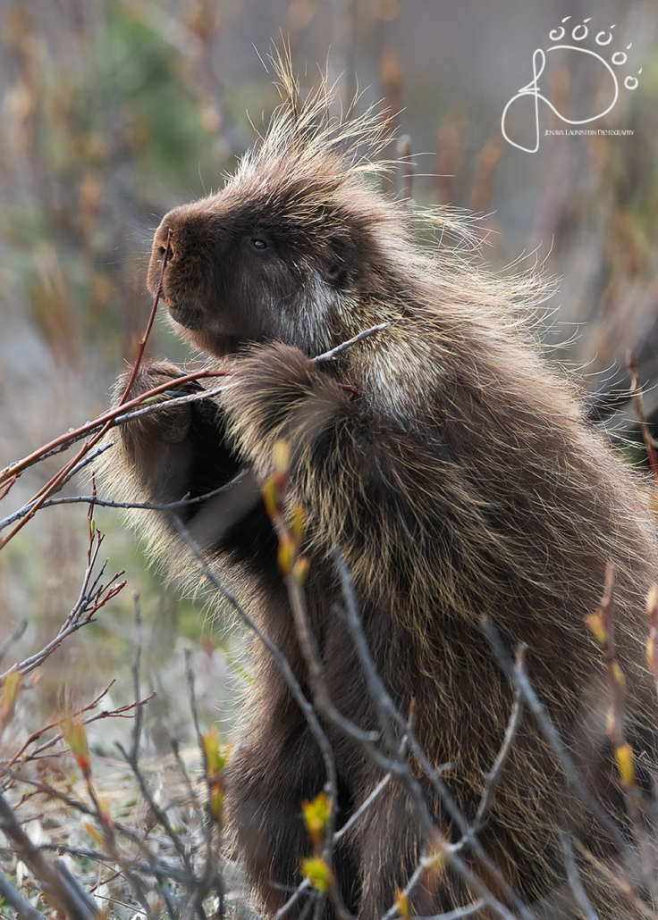 A North American Porcupine sits up to eat vegetation in the evening